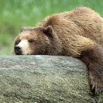 Do You Want Grizzly Bears In Your Backyard?