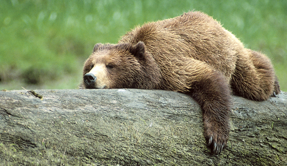 Do You Want Grizzly Bears In Your Backyard?