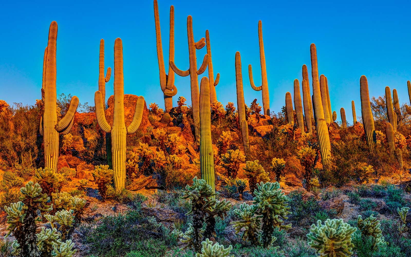 arizona-is-on-the-verge-of-turning-fully-blue-progress-pond