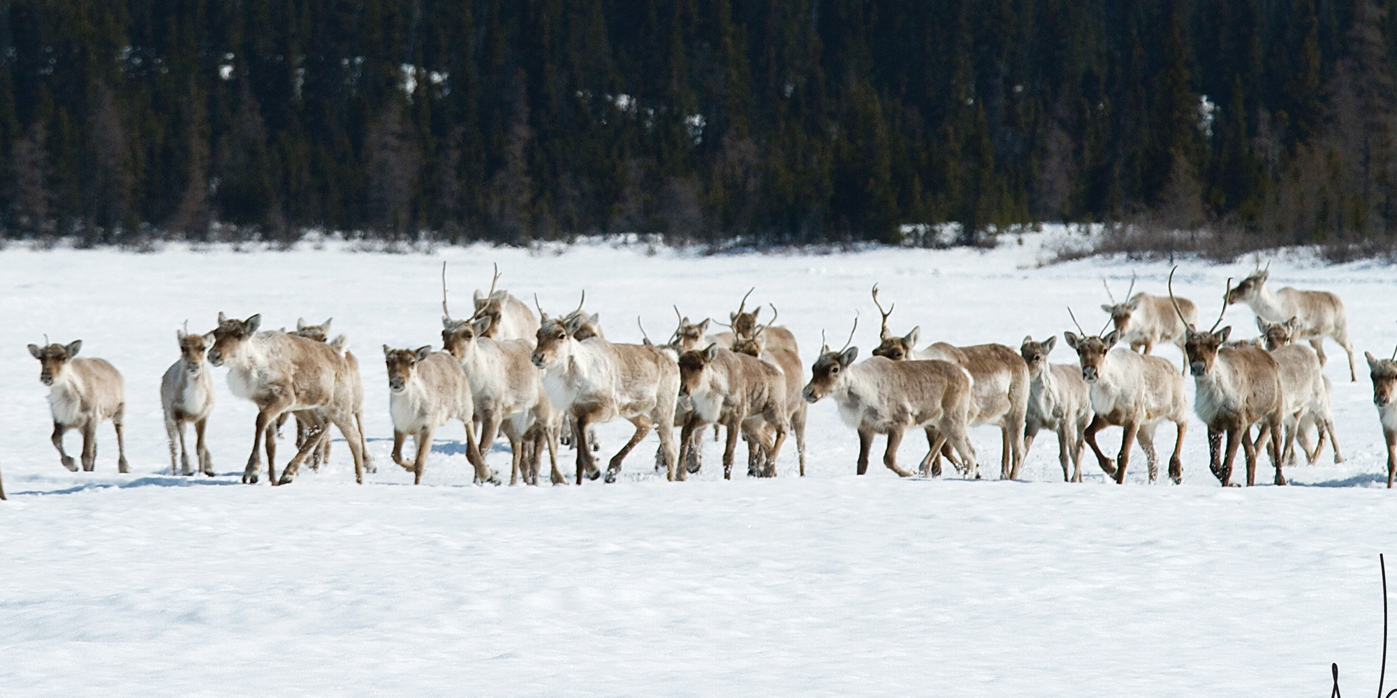 Trump Follows Hottest Day Ever With Plans to Drill in Arctic Wildlife Refuge