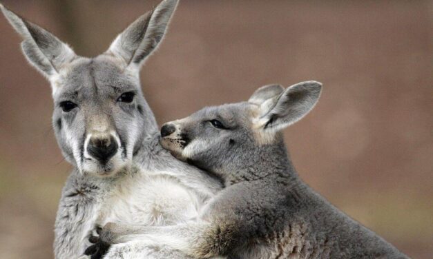 Who Doesn’t Love the Kangaroo?