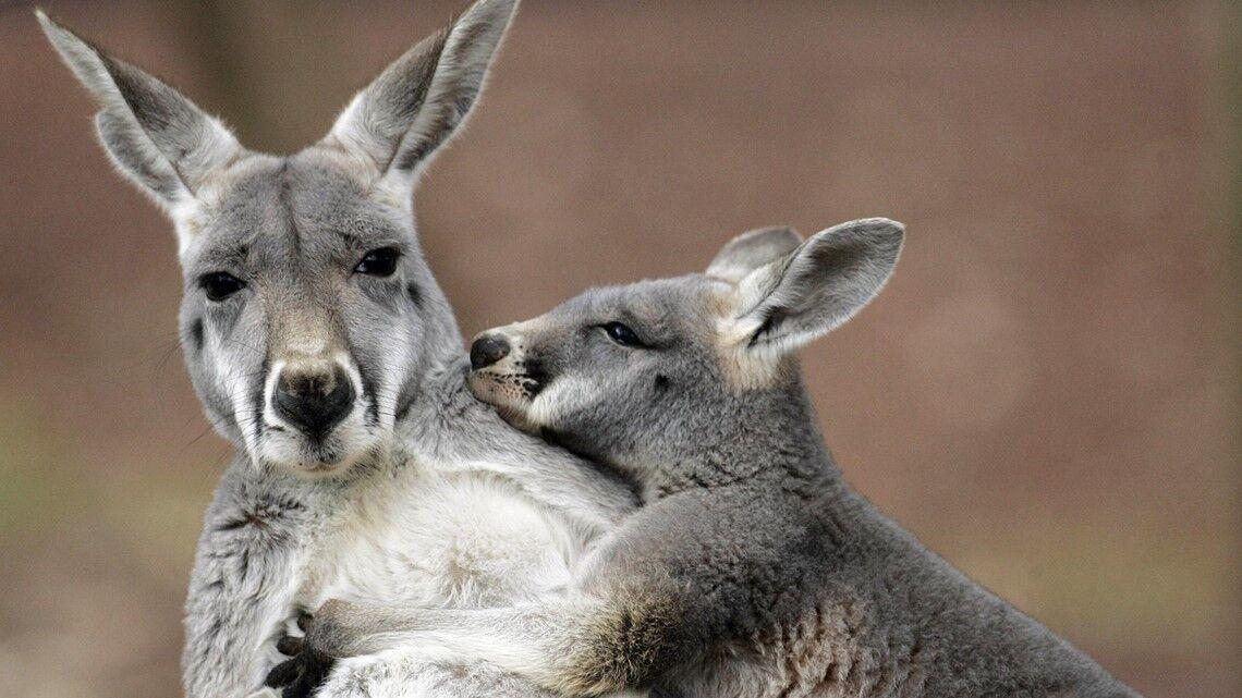 Who Doesn’t Love the Kangaroo?