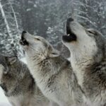 The Gray Wolf Deserves Emergency Protection