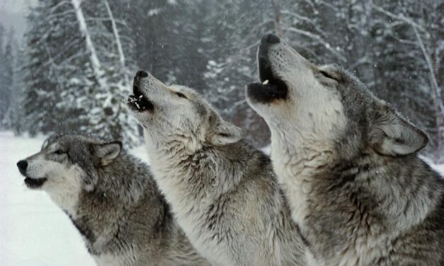 The Gray Wolf Deserves Emergency Protection