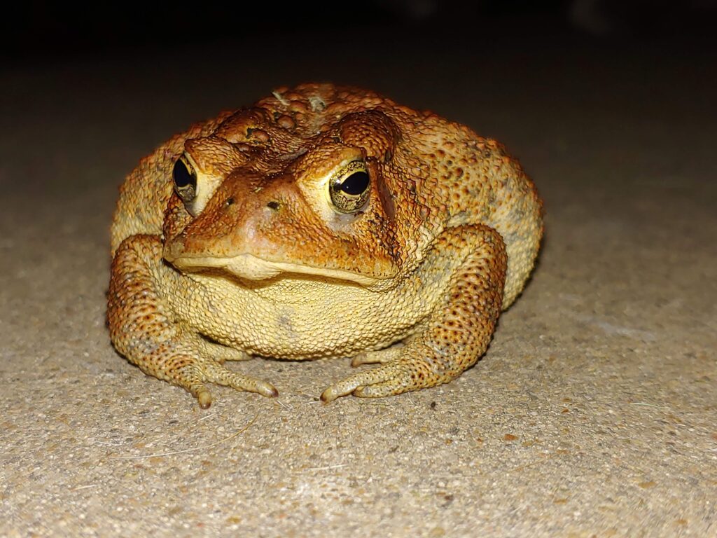 Toad looking suspiciously at my camera.