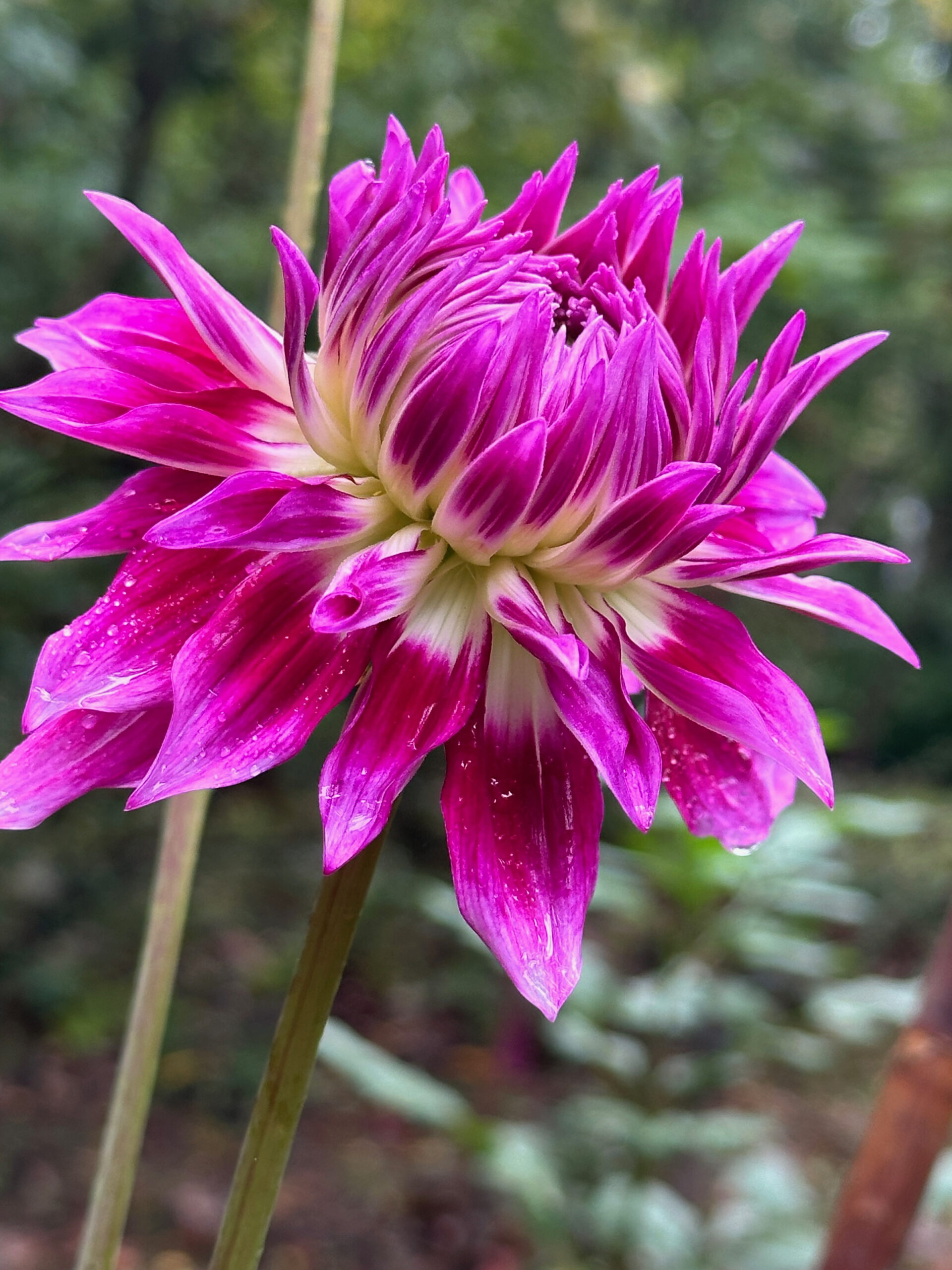 Dahlias