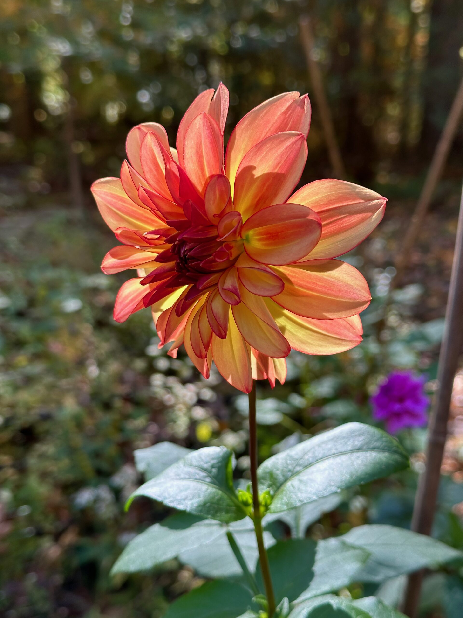 Dahlia